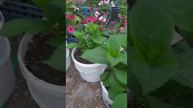 нельзя покупать летом взрослые растения с о.к.с.!!! смотреть онлайн