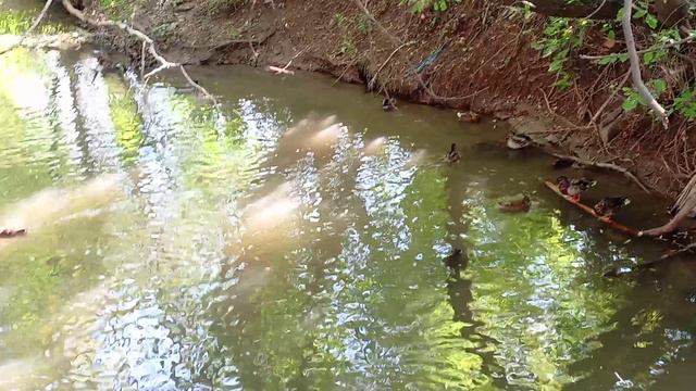 Уточки в сентябре