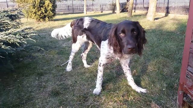 My small munsterlander (6m-th) looking for mice in old beehive :-)) смотреть онлайн