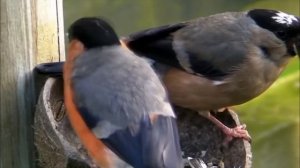 как поет снегирь