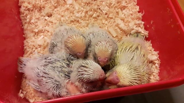 Как быстро оперяются птенцы волнистого попугая смотреть онлайн