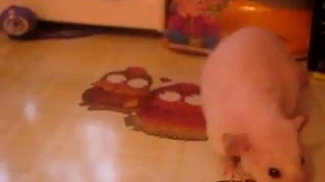 ДОМАШНИЕ КРЫСЫ Крыса дамбо Сиамская крыса Декоративная крыса @JessLifePets смотреть онлайн