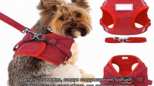 Как дрессировать йорка в домашних условиях