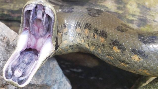GREEN ANACONDA VS RETICULATED PYTHON - Who Would Win? смотреть онлайн