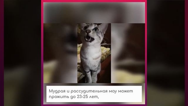 ?Есть ли среди пород кошек долгожители смотреть онлайн