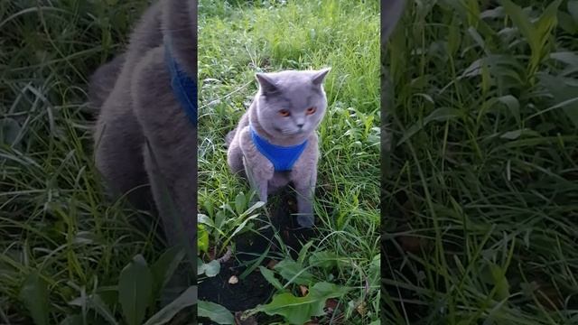 Кот паук разгулялся на даче. смотреть онлайн