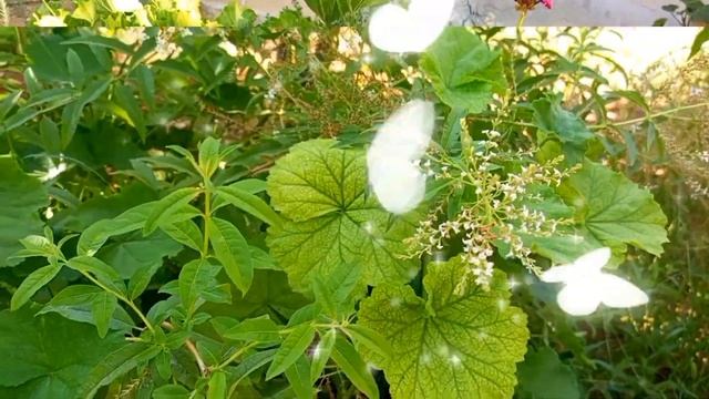 11 вересня свято Усікновення голови Іоана Хрестителя. Вiтання з святом смотреть онлайн