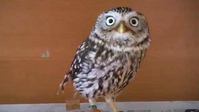 owl / хитрая сова смотреть онлайн