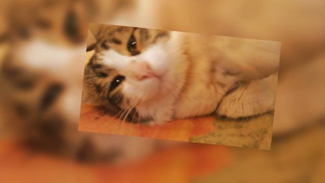 Мой кот пушистый смотреть онлайн