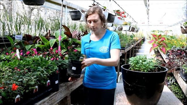Alstroemeria at Green Valley Garden Centre смотреть онлайн
