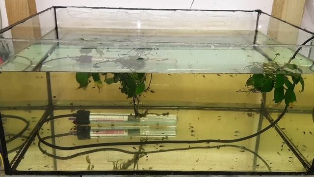 Два аквариума на полу с Петушками. Чистка, уборка смотреть онлайн