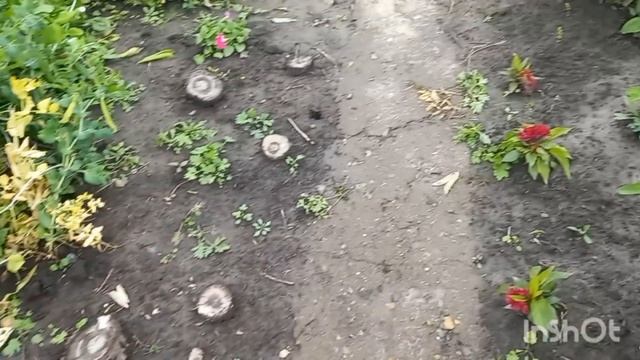 Хочу подарить презентик от меня /Купили гриль /Укусил муравей /Убрала петунию из горшка/ смотреть онлайн