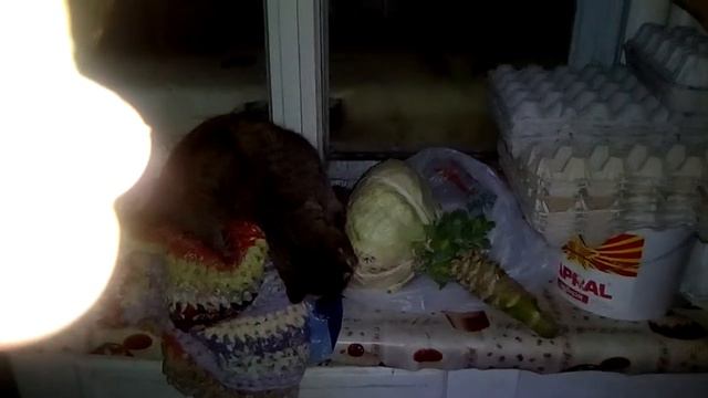 Кошка кушает капусту смотреть онлайн