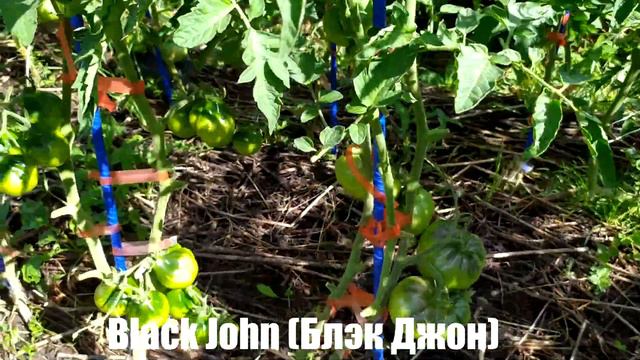 Микрообзор сорта томата Black John (Блэк Джон) ОГ Калуга. смотреть онлайн