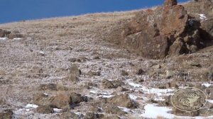 Охота на Улара. Охотничье хозяйство "Каракастек". Himalayan snowcock hunting in Kazakhstan