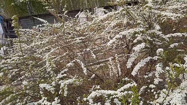 ПРЕДЛАГАЮ КУПАВКИ И СПИРЕЮ ГРЕФШАЙМ. смотреть онлайн