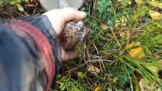 Поляна БЕЛЫХ ГРИБОВ. Как их тут много!!! смотреть онлайн