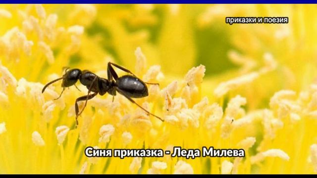 Синя приказка - Леда Милева смотреть онлайн