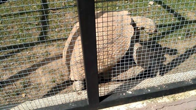 Жесткое черепашье... секас ))) смотреть онлайн