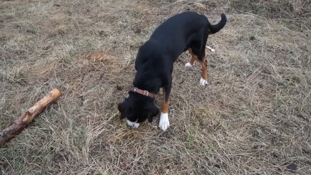 Вектор поймал мышь