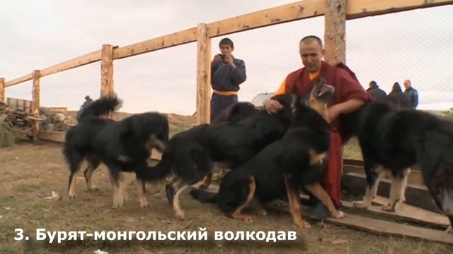 Волкодавы в Деле!!! 5 Собак Способных Победить Волка! смотреть онлайн