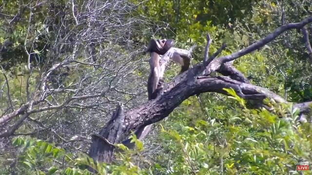 Southern African Python finally catches one, then falls off the branch. смотреть онлайн