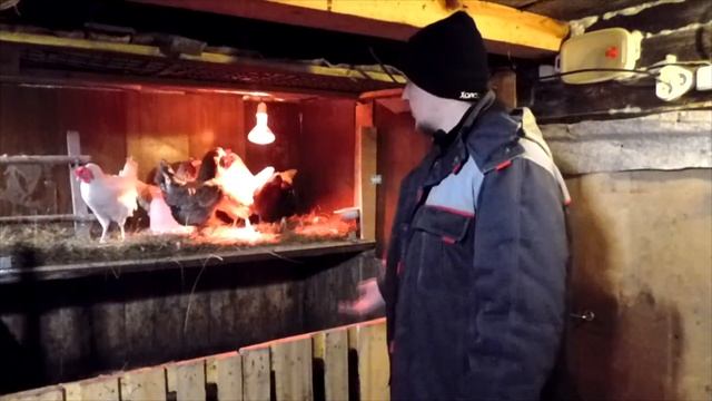 КАК ПОВЫСИТЬ ЯЙЦЕНОСКОСТЬ КУР? СЕКРЕТ РАСКРЫТ! САМЫЙ ЛУЧШИЙ СПОСОБ! смотреть онлайн