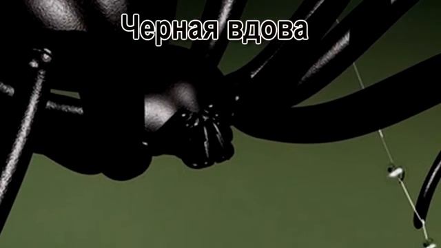 Название ядовитых пауков. Название пауков смотреть онлайн