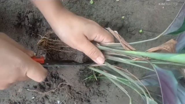 Calathea Louisae Propagation,How to grow calathea louisae смотреть онлайн