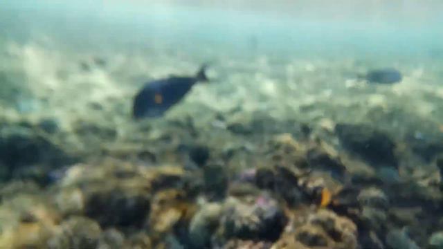 живность Красного моря(5) смотреть онлайн