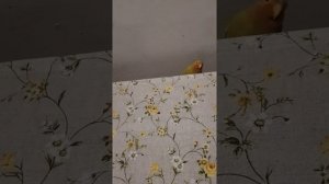 ПОЮТ НЕРАЗЛУЧНИКИ