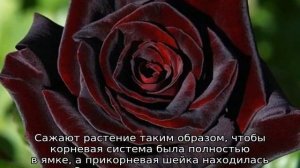 Роза Блэк Баккара