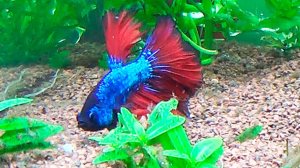 Аквариум для петушка