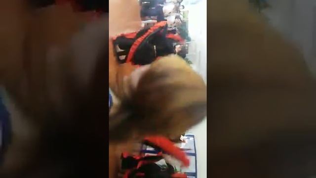 Танцуем Испанский в школе)) смотреть онлайн