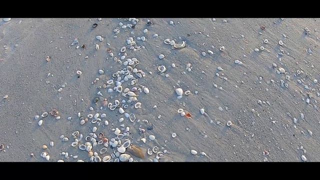 Inspirational Shelling - Sanibel Island смотреть онлайн