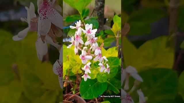 Pseuderanthemum carruthersii смотреть онлайн