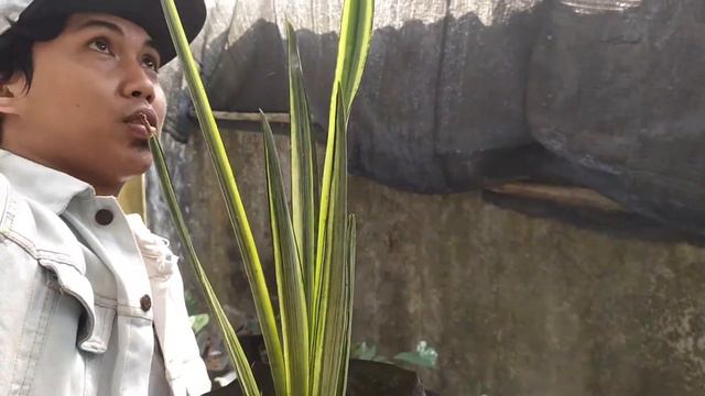 TANAMAN SANSEVIERIA, ALOCASIA DLL || PAK BUDI