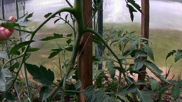 ПАСЫНКОВАНИЕ ПОМИДОР, ФОРМИРУЕМ ВЫСОКОРОСЛЫЕ И НИЗКОРОСЛЫЕ ТОМАТЫ