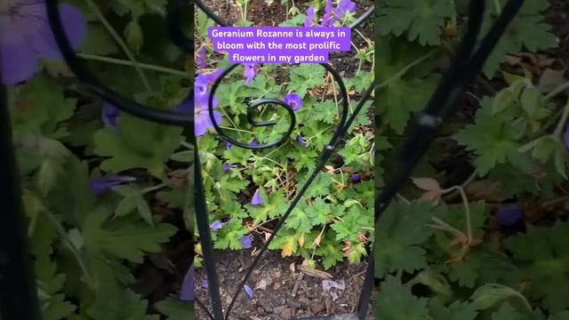 Plant Geranium Rozanne in your garden and you will have the most prolific flowers ? #geraniums смотреть онлайн