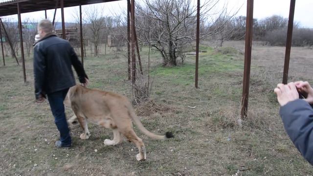 Маму Чоли вывели на прогулку смотреть онлайн