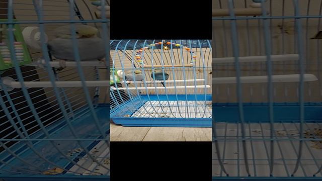 попугаи. я буду начинать сериал или фильм