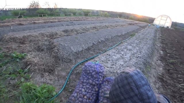 Посадка Картошки МОТОБЛОКОМ с помощью ОКУЧНИКА Спереди смотреть онлайн