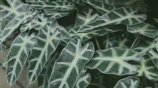 Home Garden Deko - Alocasia bambino arrow