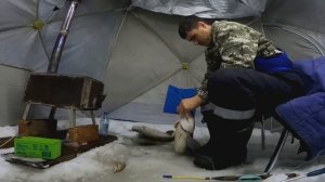 трофей на удочку. НАЛИМ НА СТУК В МЕЛКОЙ РЕЧКЕ. #рыбалка.