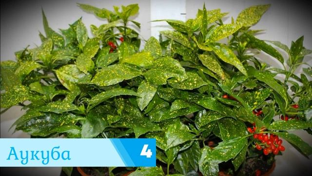 Неприхотливые комнатные цветы, растущие в тени смотреть онлайн