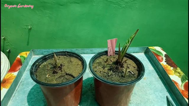 How to grow Caladium Plant from Bulbs Part - 1 कलेडियम प्लांट को बल्ब से कैसे उगाये смотреть онлайн