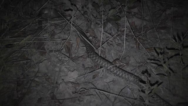 Ужик не может проглотить свою добычу!!!! смотреть онлайн