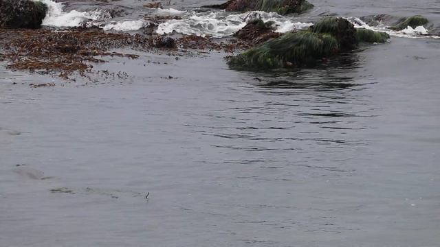 Elephant seals in March 2021 - San Simeon, California смотреть онлайн