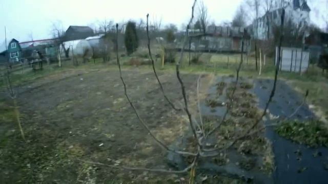 Обрезка груши . Как правильно формировать крону на начальном этапе.