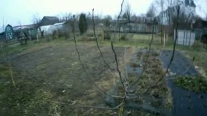 Обрезка груши . Как правильно формировать крону на начальном этапе.